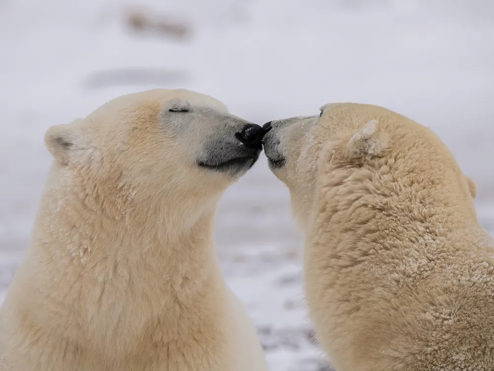 12 - Two polar bears paused from their play to nuzzle noses, which is the equivalent of a kiss for some species.