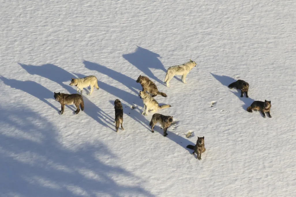 Junction Butte Pack photographed from a fixed-wing during wolf study