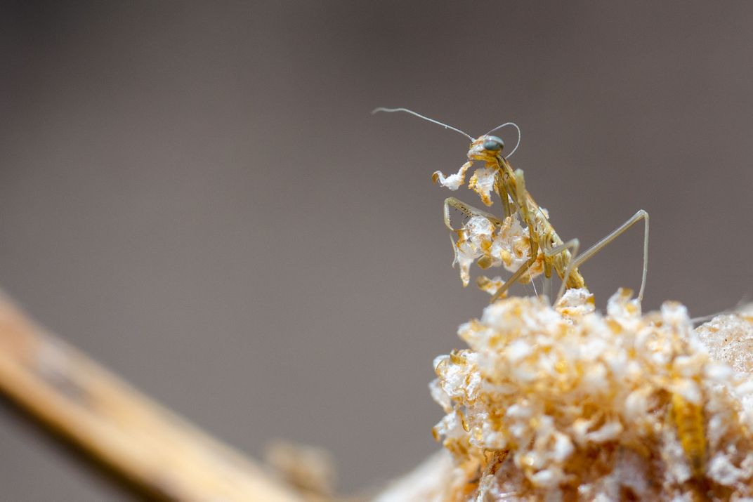 Newborn Praying Mantis Smithsonian Photo Contest Smithsonian Magazine