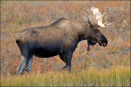 A moose in Alaska’s Denali National Park and Preserve.