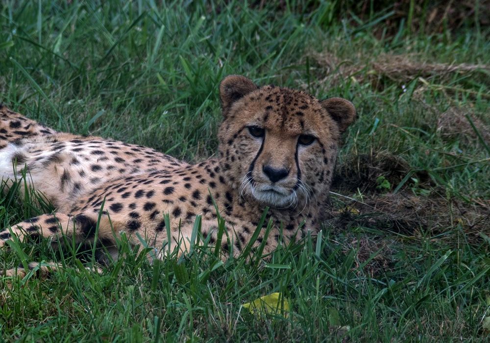 The first cheetah cub born at the Smithsonian Conservation Biology Institute celebrated his 10th birthday last year, marking a decade of the facility's successful cheetah breeding program.