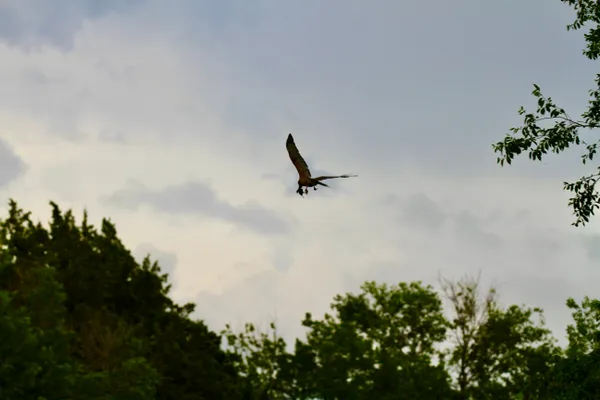 A very happy falcon. Knows his belly will be filled soon. thumbnail