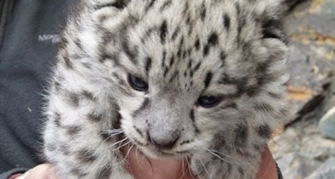 First Ever Video of Wild Snow Leopard Mother and Cubs