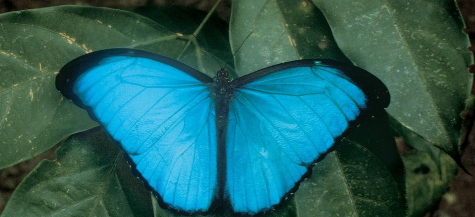  Blue Morpho Butterfly 