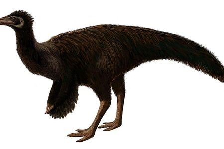 Sinornithomimus dongi