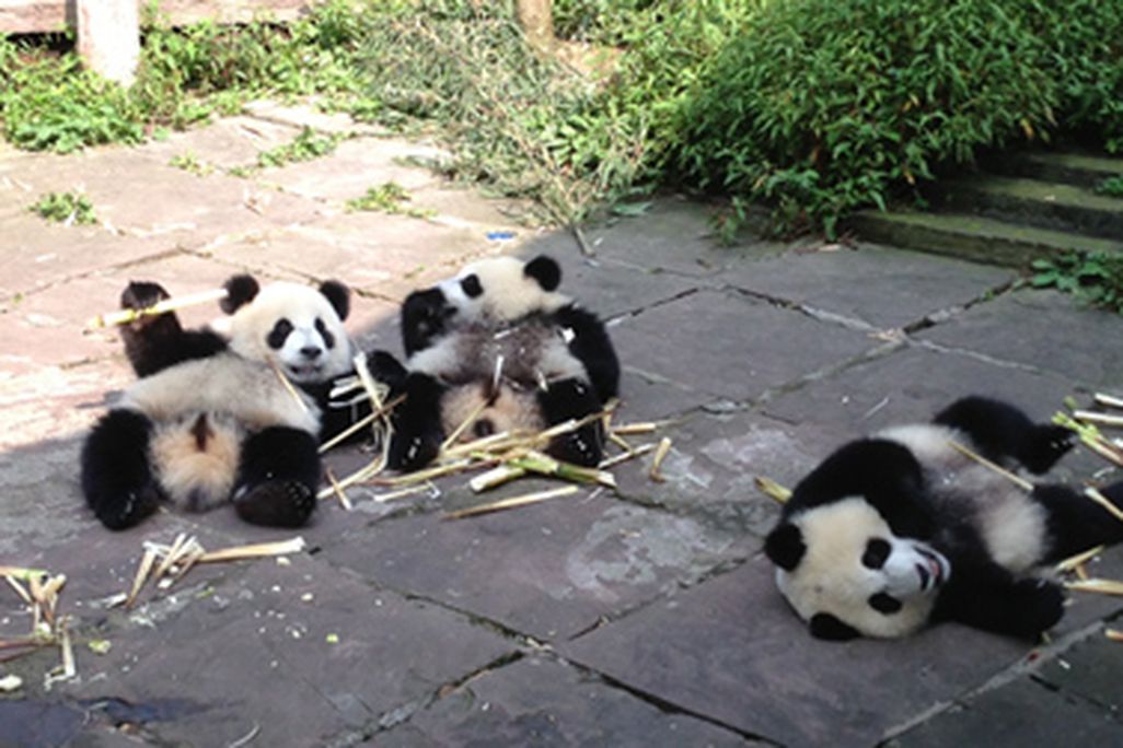 One-year-old cubs play at the nursery in Bifengxia, China