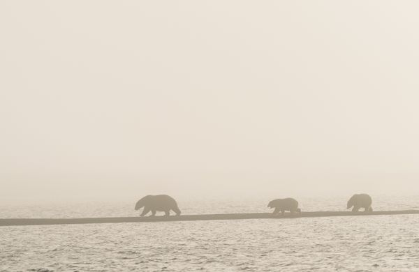 Polar Bear Family in Fog thumbnail