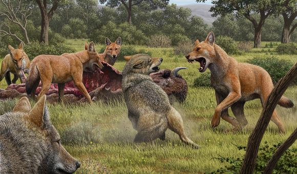 All modern dogs are descended from a wolf species that when extinct around 15,000 years ago. Grey wolves, pictured here fighting for food with now extinct dire wolves (red), are dogs’ closest living relative. (Art by Mauricio Antón)
