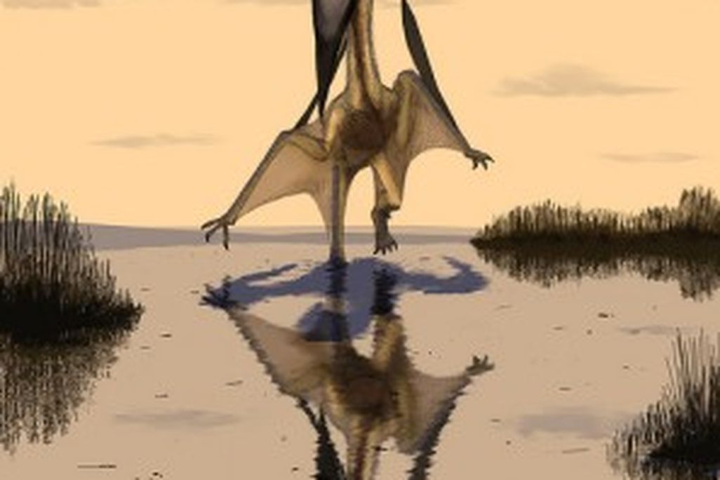 20110520083202Lacusovagus-Witton-Pterosaur-297x300.jpg