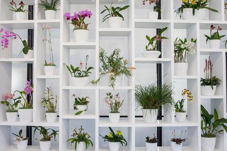 “The Hirshhorn’s unique modernist architecture offers a striking backdrop for the orchids’ brilliant color,” says the museum's director Melissa Chiu. 