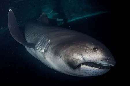 Not much is known about the megamouth, which was first observed by scientists in 1976. A new specimen (not pictured above) has traveled to the Smithsonian’s National Museum of Natural History, where researchers will study it to learn more about its behavior and life cycle. 