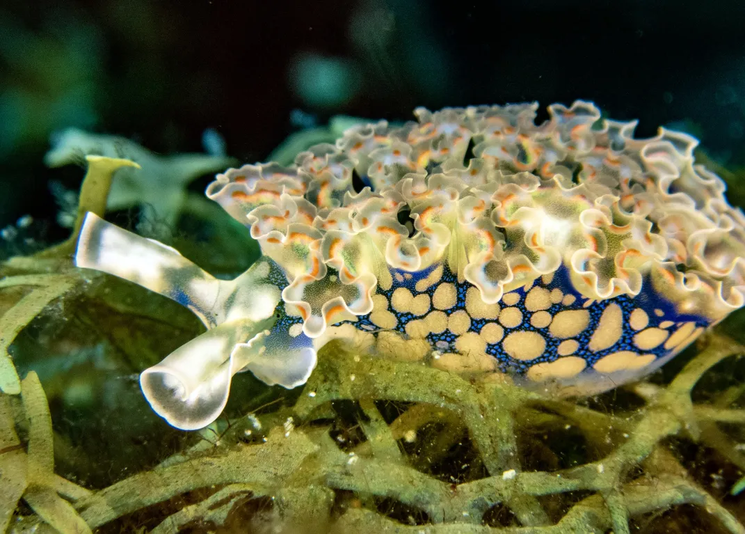 a sea slug with texture that looks like curly kale and some spots