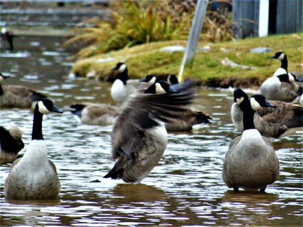 Canadian Geese In Autumn thumbnail