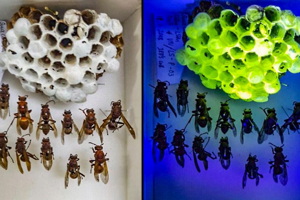 A side-by-side image of an asian paper wasp nest under white light and uv light. The right panel shows a white nest, and the left panel shows the same nest illuminated in bright green.