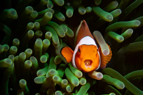 Clown and parasite thumbnail