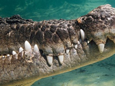 Crocodylians are the last living representatives of the crocodylomorpha, an even bigger group that originated over 205 million years ago.