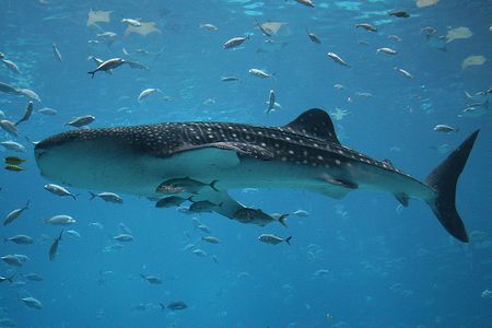 Many marine creatures, including whale sharks, are expect to move closer to the planet’s poles as the ocean waters warm because of climate change.