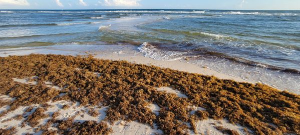 heavy seaweed on the beach after turbulent weather thumbnail