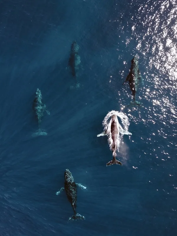 Ocean Ballet: Five Male Whales on a Journey to Love in Réunion thumbnail