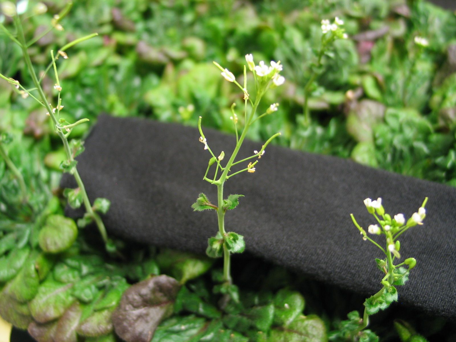 Using Cress in the Lab - Science & Plants for Schools