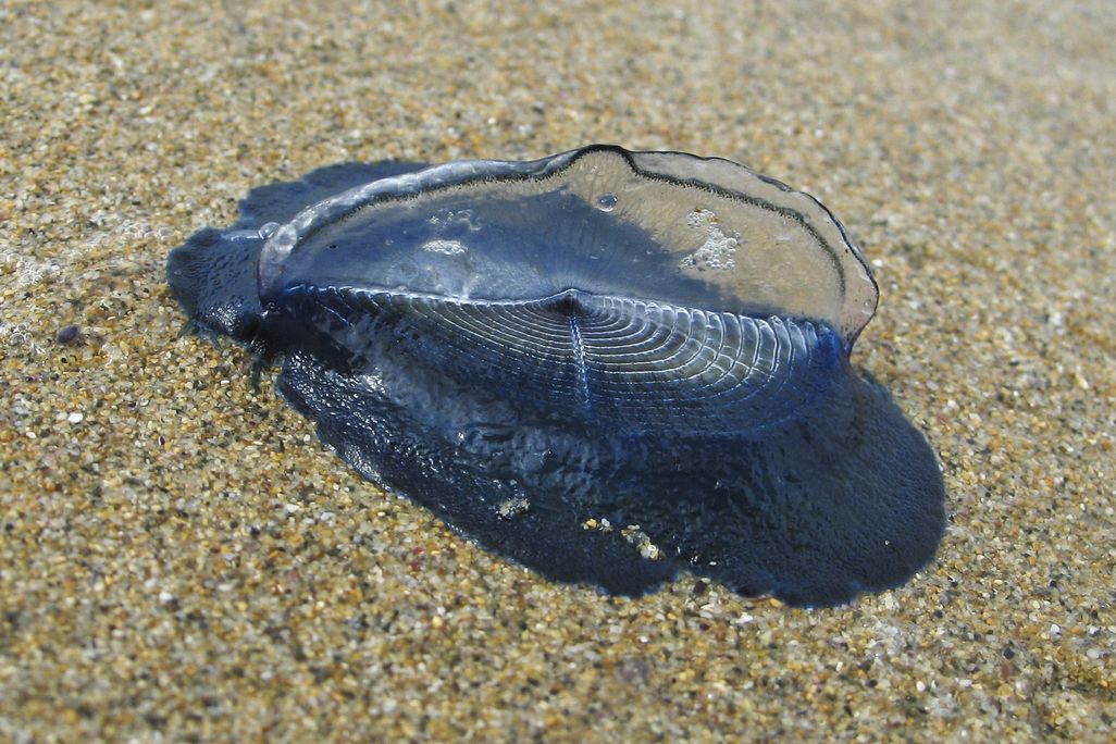 a blue, oval-shaped creature with a transparent sail appendage sticking up, lies on sand