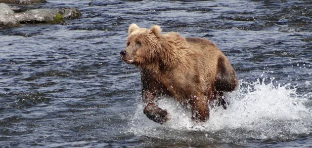 Kodiak bear