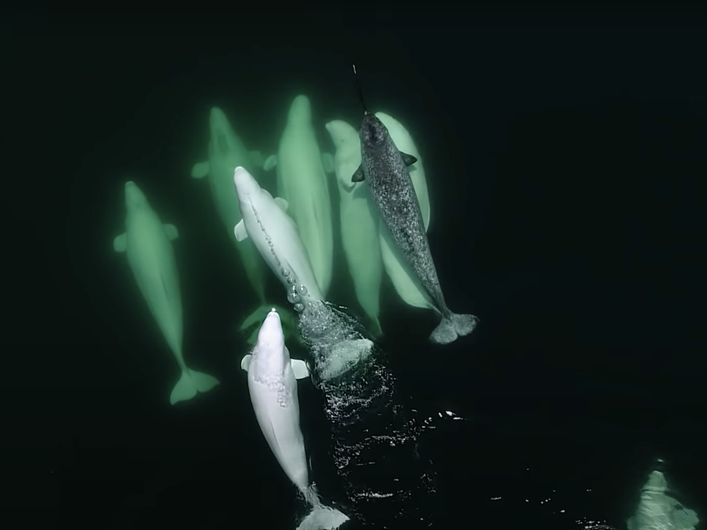 An image of a pod of beluga whales traveling with a lone male narwhal. The mammals are seen from above as they swim in the ocean.