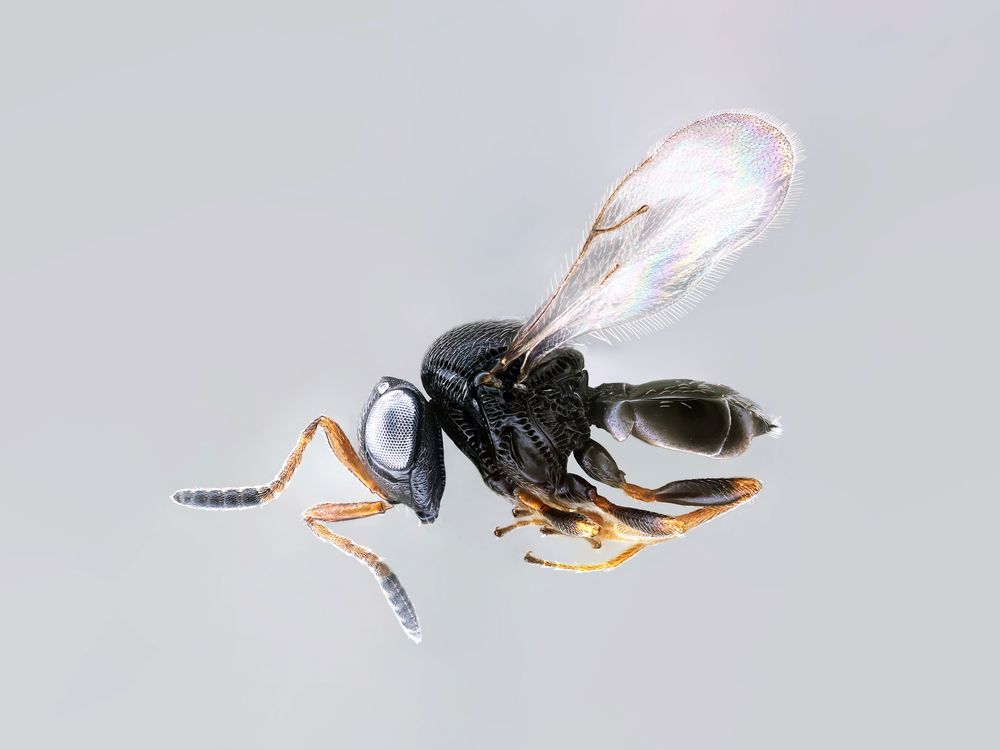 The parasitoid samurai wasp, Trissolcus japonicus, is one of many microscopic wasps being studied and sometimes used as biocontrol agents in the fight against invasive species. (Elijah Talamas, USDA)