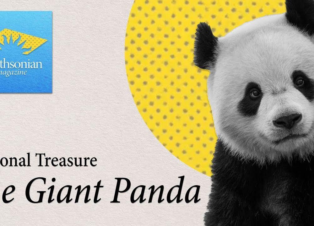Preview thumbnail for video 'National Treasure: The Giant Panda Steals Hearts (and Bamboo) at the National Zoo