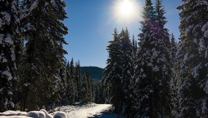 The Case for Destroying Old Forest Roads