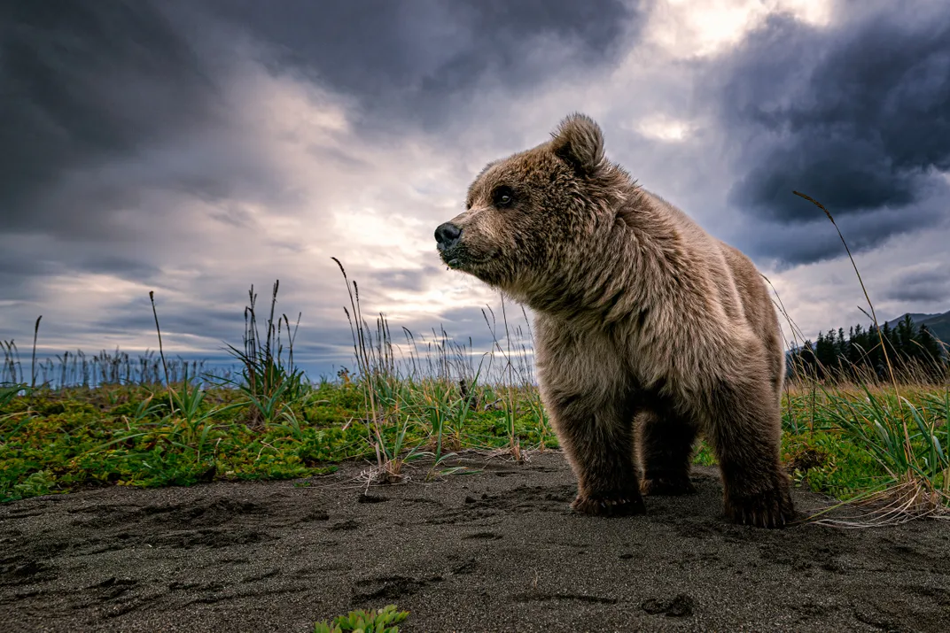 A young bear stands with a overcast sky in the background