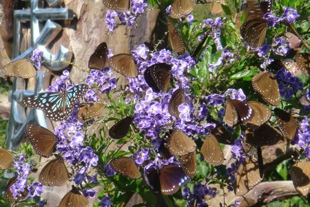 Euploea butterflies gather in force in valleys around the country.