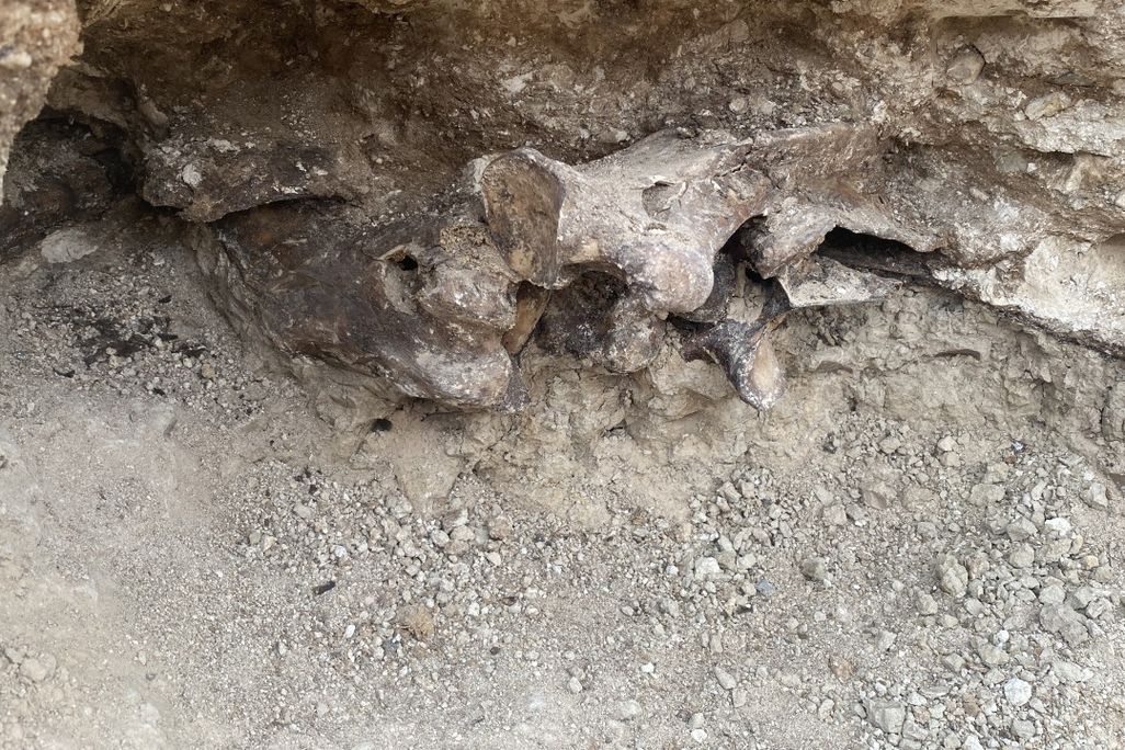Part of an Ice Age animal's leg juts out from layers of fossilized vegetation