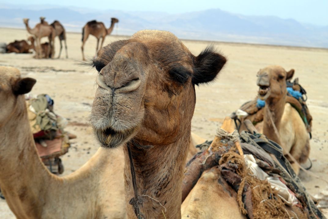 Camels At Rest Before A Trek Across The Ethiopian Desert. 