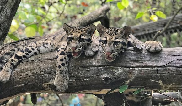 Clouded leopard cubs Jilian and Paitoon made their debut at the Smithsonian's National Zoo in September 2019.