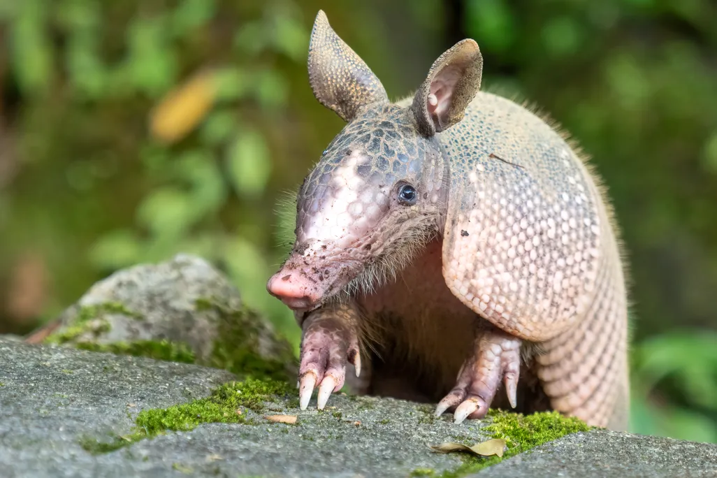 an armadillo puts its front legs with claws on a rock