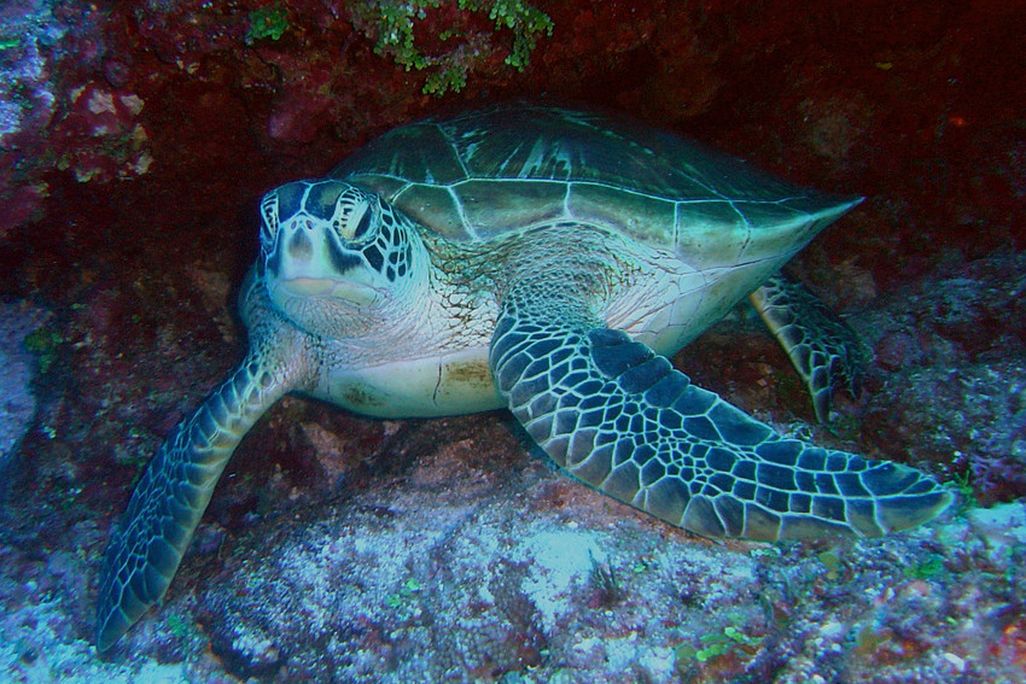 Green Sea Turtle