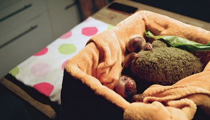 Baby Sloths Are About as Cute As You Would Expect