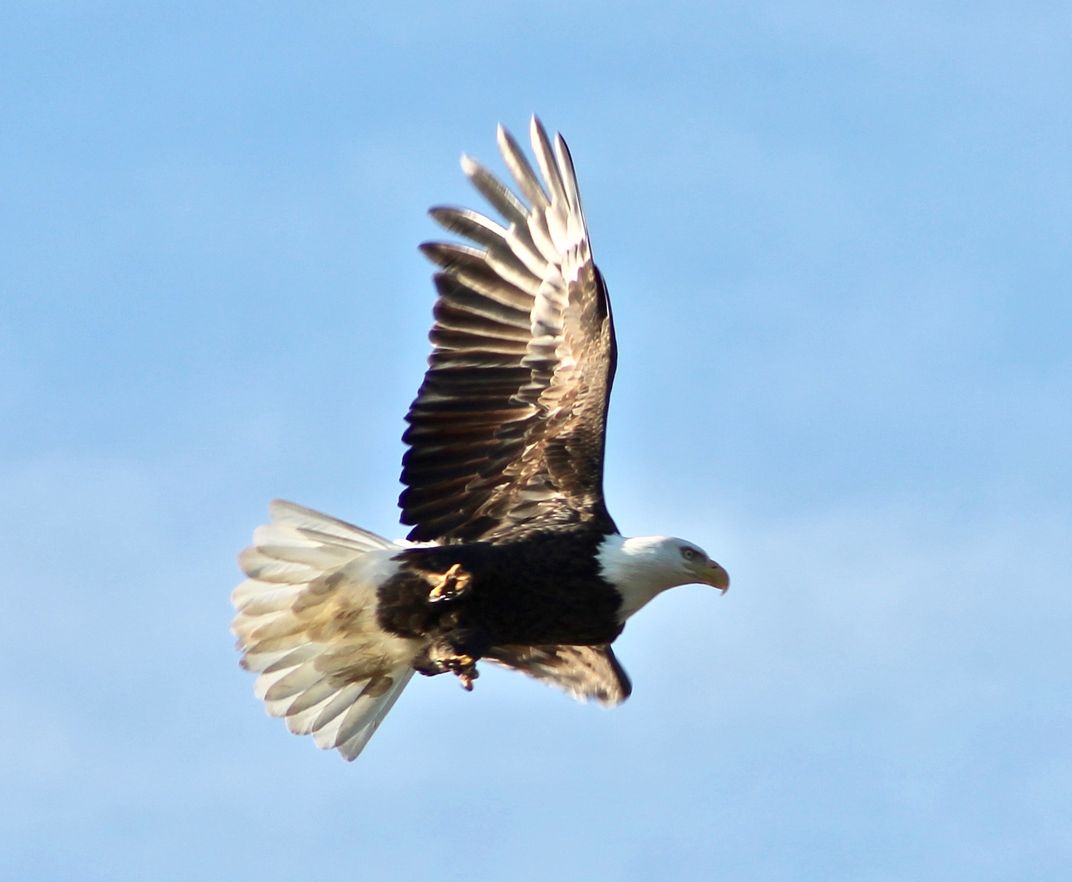 Eagle in Flight | Smithsonian Photo Contest | Smithsonian Magazine