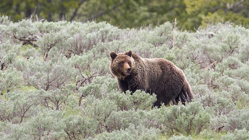 Yellowstone Griz