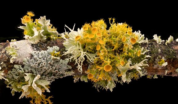 Yellow and white lichens are pictured against a back background on a tree branch.