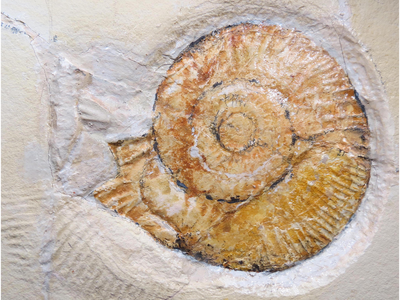 The ammonite that left the mark
