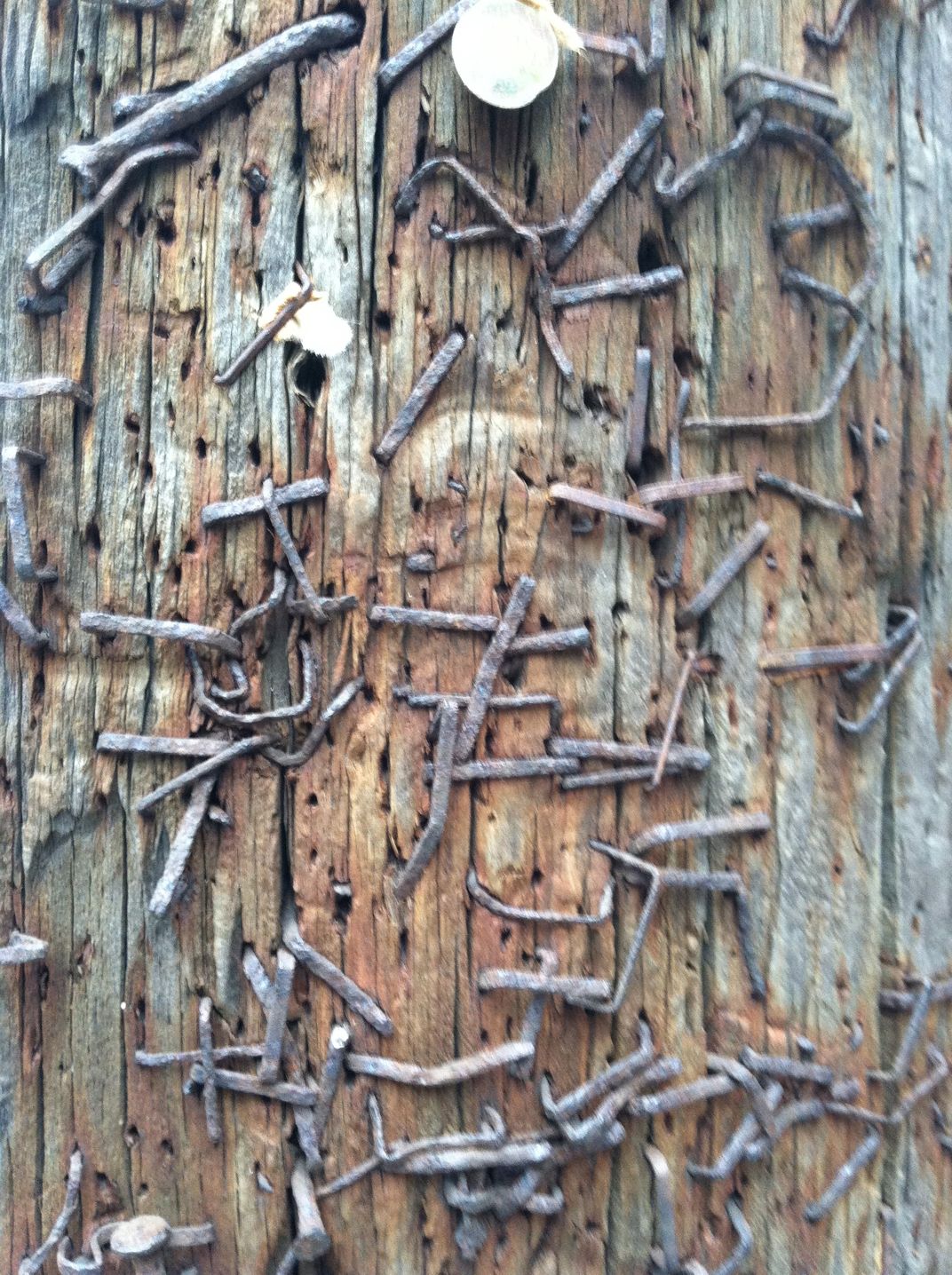 Staples on a telephone pole (photo with iPhone) Smithsonian Photo