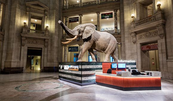 This African Bush Elephant is just the first of many photogenic sites for visitors at the Smithsonian’s National Museum of Natural History. (James Di Loreto, Smithsonian Institution)