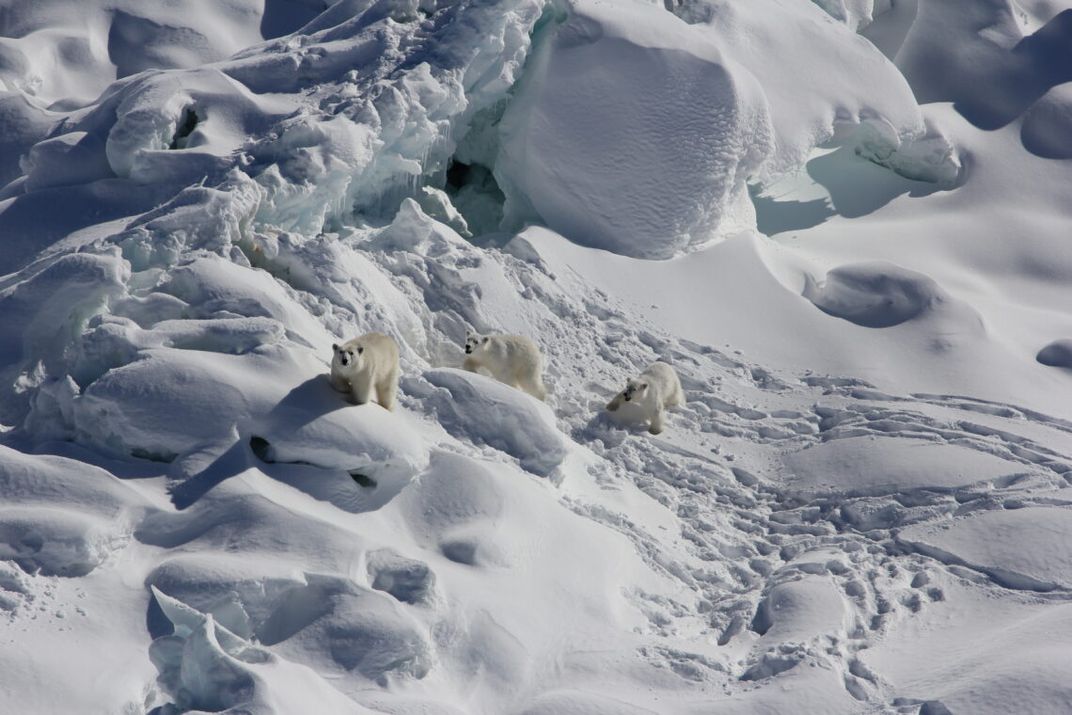 Polar bear and cubs