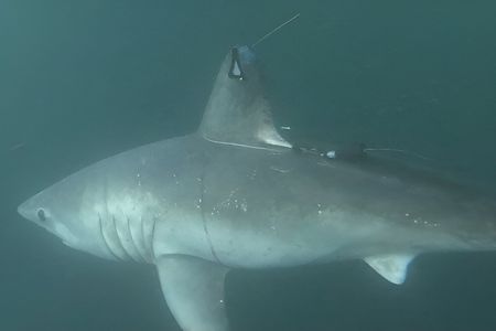 The doomed porbeagle shark, just after being tagged and released by researchers in 2020.