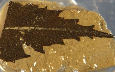 A 24,700-year-old leaf found beneath a Japanese lake, along with other samples, will help scientists more precisely date a range of ancient objects.