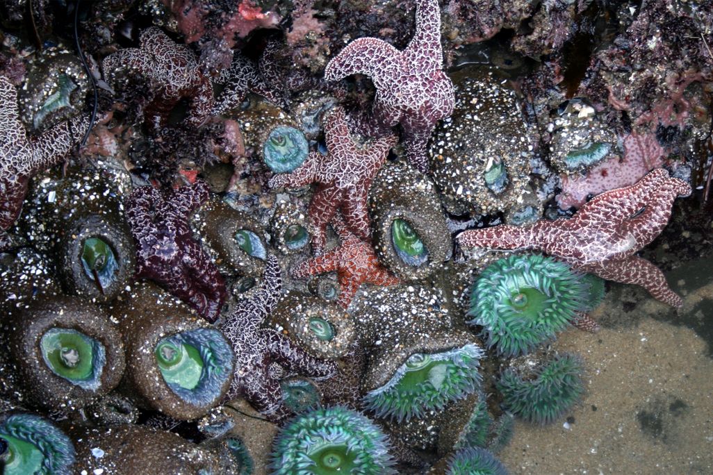 Tide pools with sea stars and sea anemone