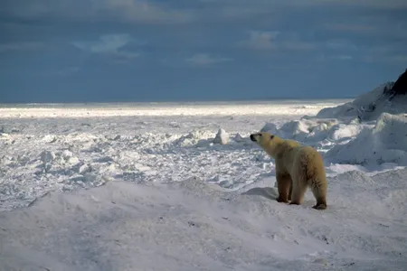 As the climate changes, polar bears are increasingly coming into contact with people.