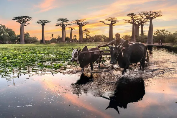 Avenue of the Baobabs thumbnail